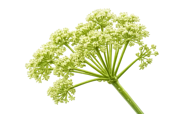 Angelica