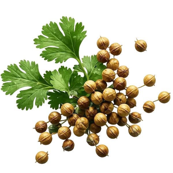 Coriandolo